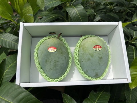 【贈答用】沖縄県産キーツマンゴー　1.5kg（2~3玉）