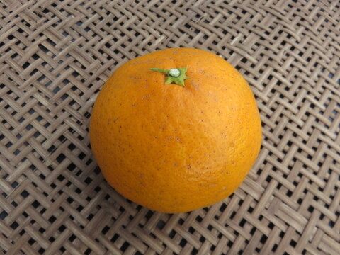 【自家用】清見オレンジ＊3kg