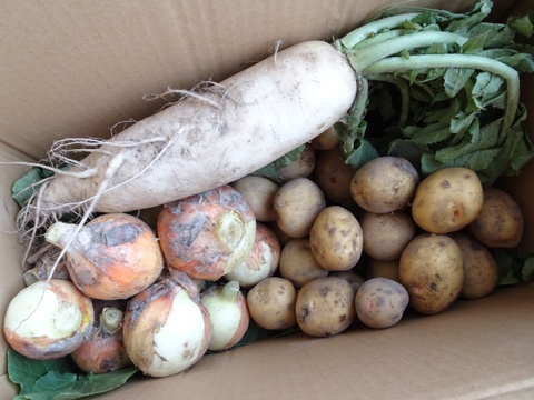 旬の野菜セット＜栽培期間中農薬・化学合成肥料不使用＞（8品目）