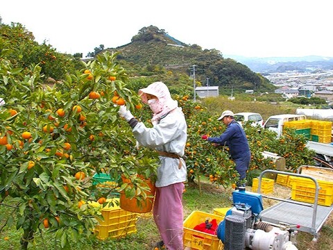 【冬ギフト】農家直送！有田みかん2kg≪Sサイズ 秀品≫【平武農園】～蛍飛ぶ町から旬の便り～　和歌山｜有田｜田口｜ギフト｜こだわり　産地直送　お取り寄せ