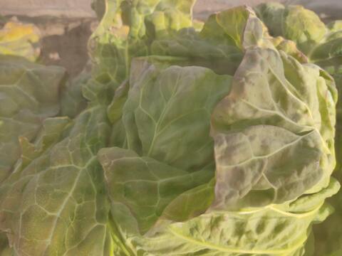 ✨農薬・化成肥料不使用の新鮮キャベツ1玉と旬のお野菜✨