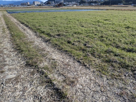 おいしい餅米　かぐらもち　3kg