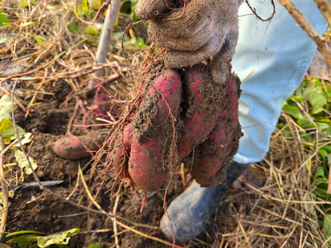 【食べ比べ！】干し芋２種セット（スライス＆スティック計4袋）無添加・濃厚ねっとり食感　国産紅はるか使用