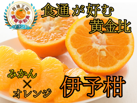 【和の高級シトラス】甘み×酸味の黄金比率が生み出す期間限定柑橘『伊予柑』🍊香りの王様がもたらす安心感と大人の贅沢をお届け☆大容量パッケージ約3㎏