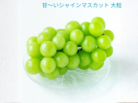これから旬！甘～い完熟朝採りシャインマスカット1kg~ 1～2房入り  山形県産
