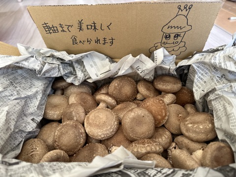 ☆規格外品☆見た目を気にせずお得に美味しいしいたけを食べたい方必見！たっぷり1ｋｇ