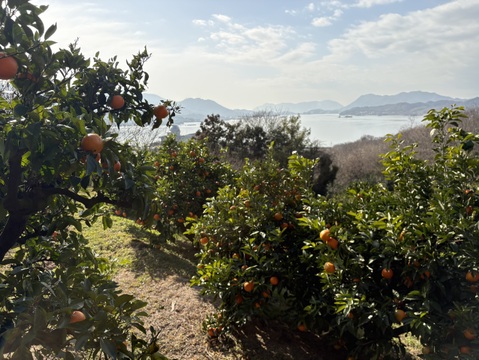 ぷりぷり食感！広島県産 ｢はるみ｣ 10kg（ご家庭用）