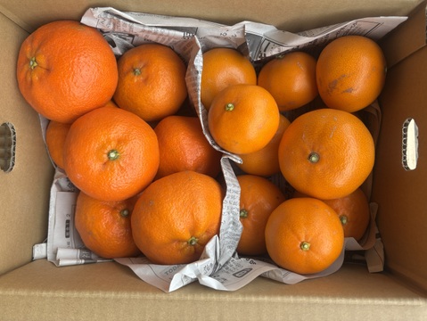 【食べ比べ】柑橘の王様　甘平とせとか　3ｋ箱　除草剤使用無　万田酵素散布