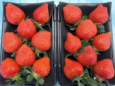 【東京・練馬産】完熟収穫のみくのか 250g x 2p