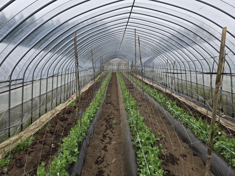 元気たっぷりスナップエンドウとベビーリーフ各500g