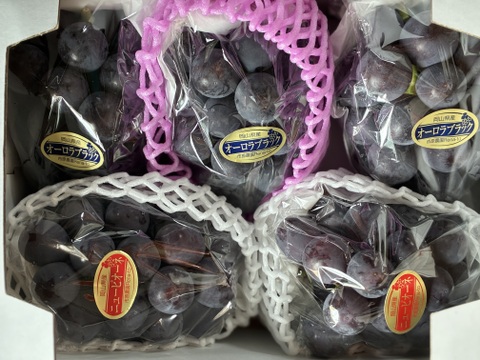 岡山県産✨ピオーネ🍇&オーロラブラック食べ比べお任せセット1.8kg（5