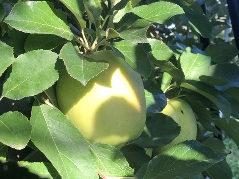 青森県産　黄王(きおう)　贈答用　約3キロ　和梨の様なシャキシャキ食感の、軽やかな甘さの夏りんご