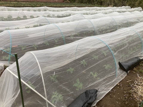 【カリーノケール（サラダケール）】350g　農薬・化学肥料不使用