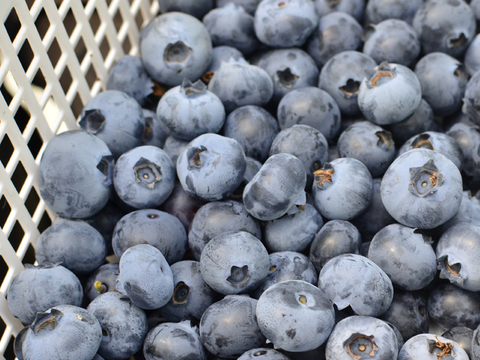 【生食用】ブルーベリー 500g【おまけ付】（静岡県磐田市産）（冷蔵）100g×5パック この時期貴重！