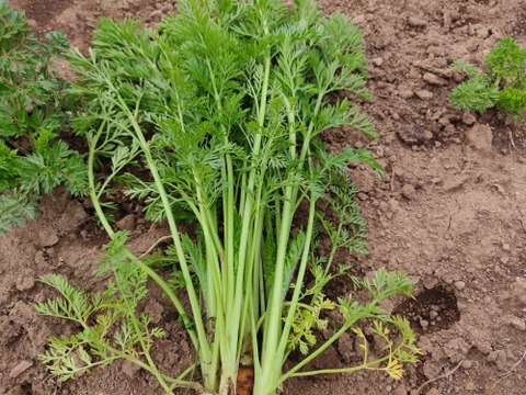 ✨香り高い栄養満点！摘みたて「葉ニンジン」約500g（根付き・根なし混在）｜農薬・化成肥料不使用✨