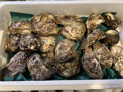 お得で人気な5Kgセット！！✨立山連峰の雪解け天然岩牡蠣✨（小～中サイズ20個前後）