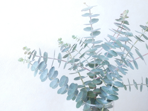 ユーカリ枝物【ベイビーブルー】(30～40㎝/10本)インテリアをおしゃれに！アレンジにも