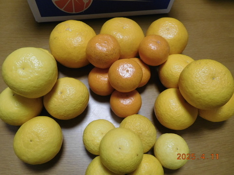 🍊伊豆ﾆｭｰｻﾏｰｵﾚﾝｼﾞほか「初夏の味覚/お楽しみ柑橘５種セット」　ご家庭で・ご贈答に/正味4.5㎏