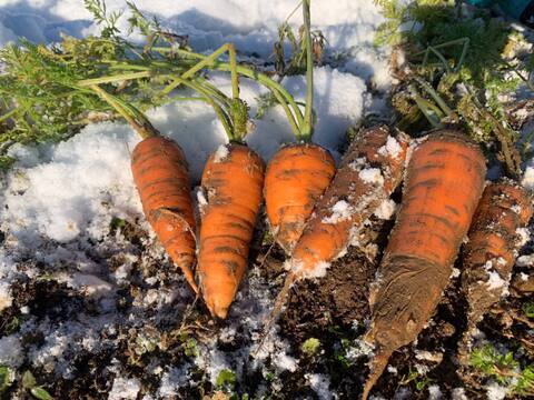 【自然栽培】鮮紅三寸人参 2kg