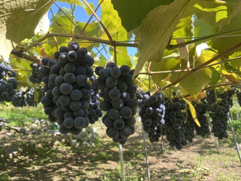 【冬ギフト】ありがとうメッセージと幻のぶどうアジロン100%! 甘やかな香り豊かな赤ワイン【花かげアジロン&メッセージカード】