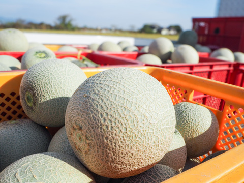 【有明海育ちの春メロン】くまもと産アンデスメロン4玉