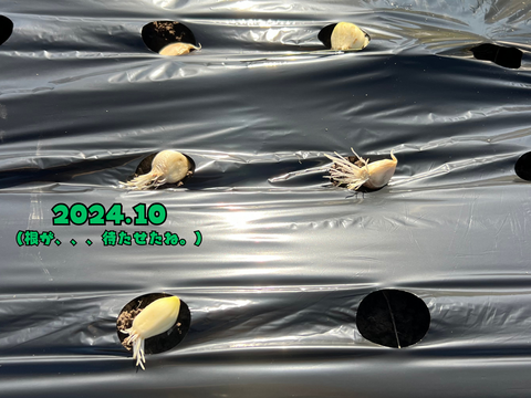 【中古】 新にんにく健康法 なぜ効く、何に効く、どう食べる/光文社/渡辺正 Amazon.co.jp: 新 にんにく健康法～なぜ効く、何に効く、どう