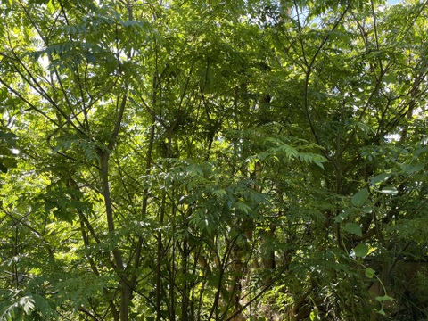 香りが違う！フレッシュカレーリーフ！