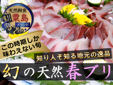 🐟間もなく見納め🐟見逃し厳禁の天然"春"ブリ🐟超希少なお刺身スライスカット【2025年4月中下旬発送】お試し特価30％増量キャンペーン約350g🐟春ギフト🐟