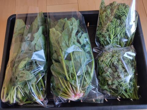 ✨朝採れ直送「スティックセニョール約300g」+「ずっしり肉厚ほうれん草たっぷり約500g（250g×2袋）」農薬・化成肥料不使用✨