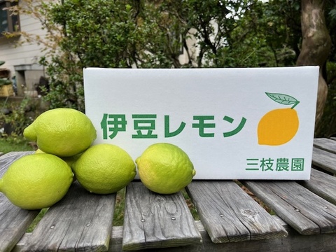 【Ｂ級品】さわやかな香りと酸味　エコレモン 2㎏【伊豆レモン】