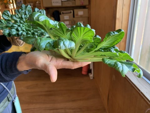 奥出雲産自然栽培タアサイ(250g)