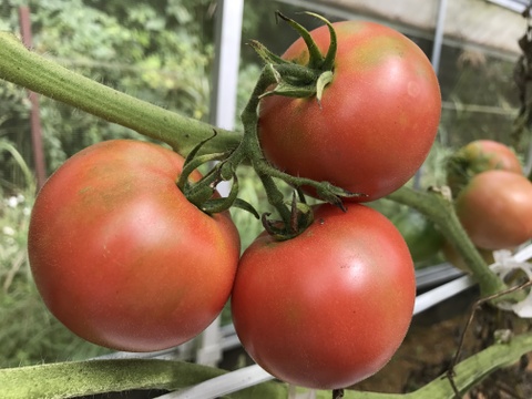 有機トマト4kg