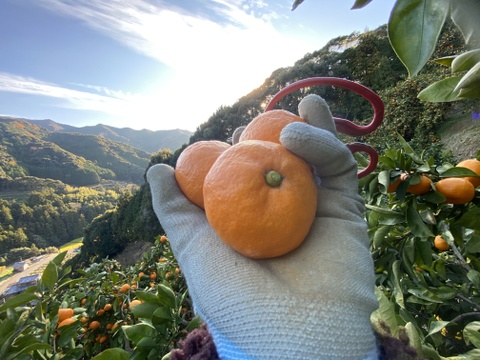 高糖系みかん代表【総合２１】🍊２．５キロ【数量限定！】
