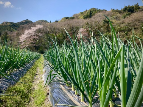 ほとんど出回らない！淡路島玉ねぎ農薬化学肥料不使用！『七宝早生』５kg