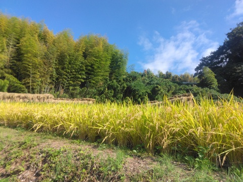 令和7年新米🌾旭1号🌾玄米10kg
自然栽培　熊本県菊池産