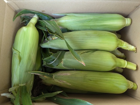 【栽培期間中　農薬不使用】糖度20度越え！とうもろこし＊ゴールドラッシュ（12本前後・80サイズの箱に入るだけ）