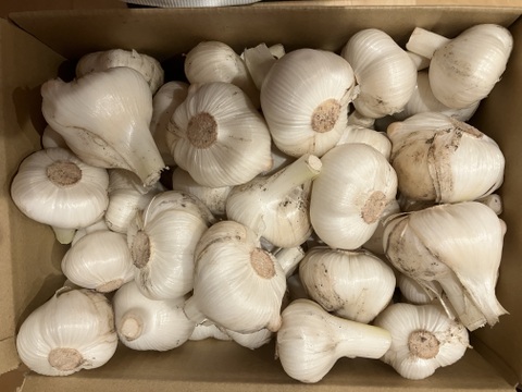【採れたてフレッシュ】農薬不使用ジャンボニンニク６kg、まとめ買いでお得。