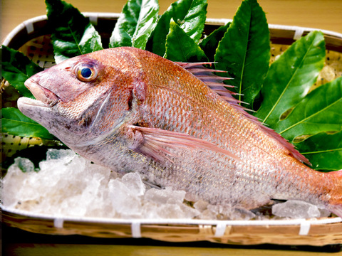 漁師直送！　新鮮天然真鯛　1.5Kg