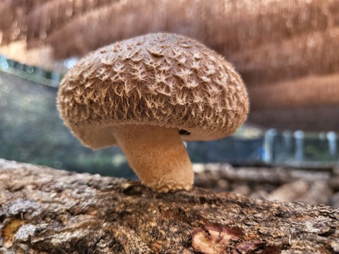 【生しいたけ】（500g）京都府産　原木栽培　農薬不使用