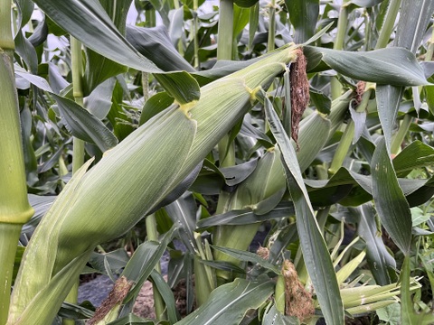 プチプチ食感で、甘〜い、朝採りとうもろこし10本(一本約400g)