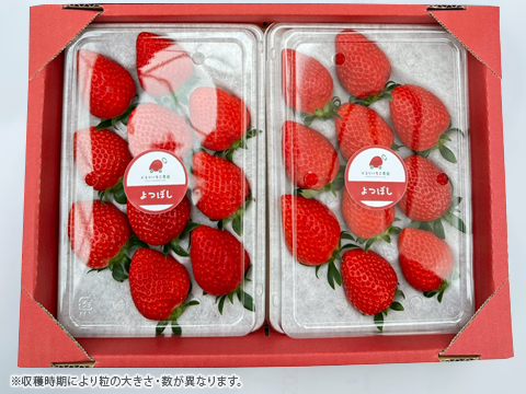 4パック｜贅沢いちごの食べ比べ！やよいひめ×2・よつぼし×2 合計1kg！