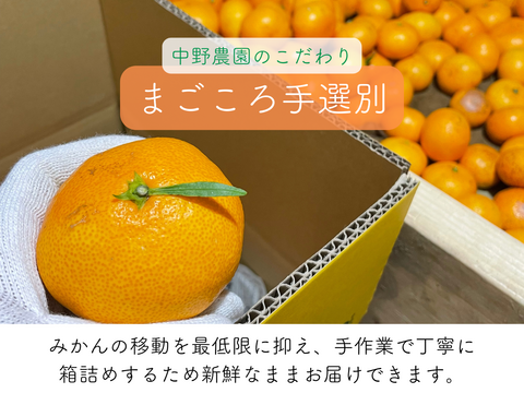 超ジューシー！ゆら早生 有田みかん 3ｋｇ 家庭用