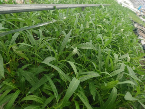 エンサイ（50ｇ×10袋）くせがなくて食べやすい！