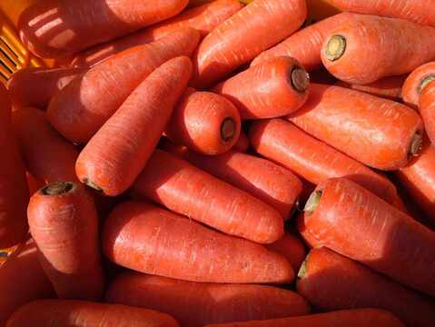 【栽培期間中農薬・化学肥料不使用の人参使用】人参ジュース 1000㎖×3本