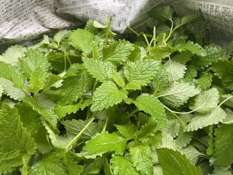 フレッシュハーブレモンバーム