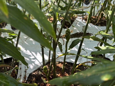 ろんぱん様専用R7洗い新生姜1キロ