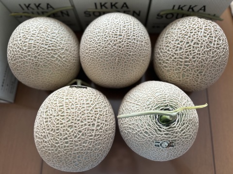 びっくりBIGサイズ！！「外まで甘い」1玉箱入り高糖度マスクメロン