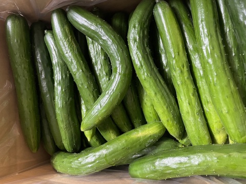【加工向け奇形きゅうり】採れたてを発送！訳ありきゅうり（大きい曲がり、全体に傷、奇形ありきゅうり)5kg