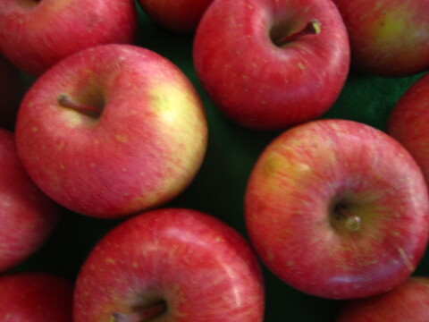 樹上完熟サンふじ 御贈答用には惜しい総重量 約4.5kg前後 青森県 南部地方産 自家りんご農園生産直送品！