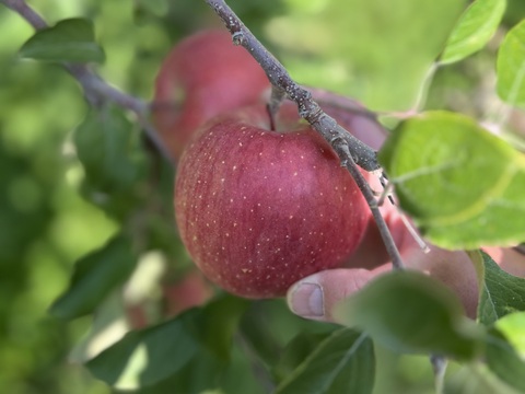 新規農家🔥初出品‼️応援よろしくお願いします🫶🏻
青森県産サンふじ🍎（家庭用・5kg）
まずは当園の味を知ってほしい！特別価格でご提供します！